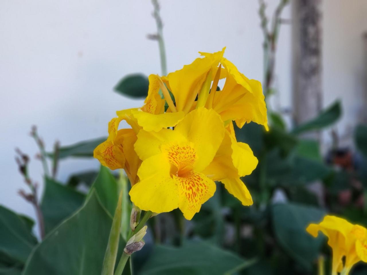 Hostal Casa Vieja Matagalpa Eksteriør bilde
